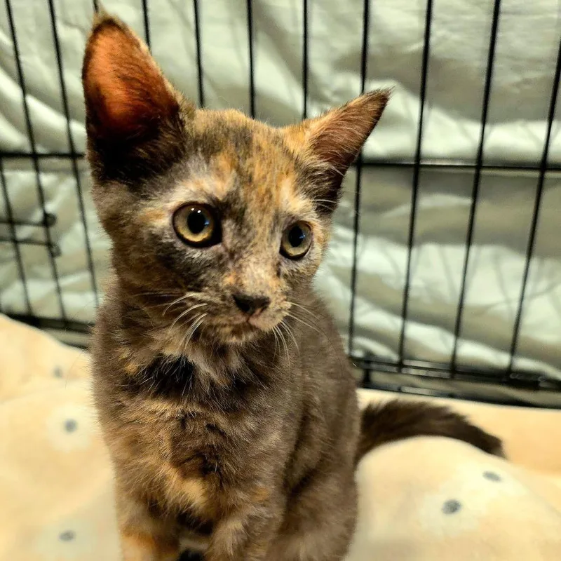 A baby small-sized female Tortoiseshell Domestic Short Hair cat named Missy for adoption in Jessup, MD