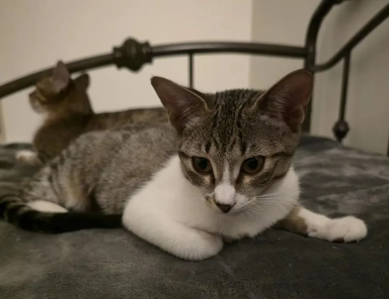 A baby medium-sized female Domestic Short Hair cat named Poppy for adoption in Baton Rouge, LA