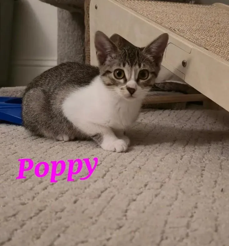 Poppy thumbnail 2