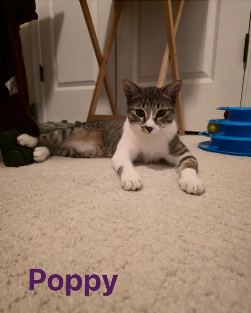 Poppy thumbnail 5