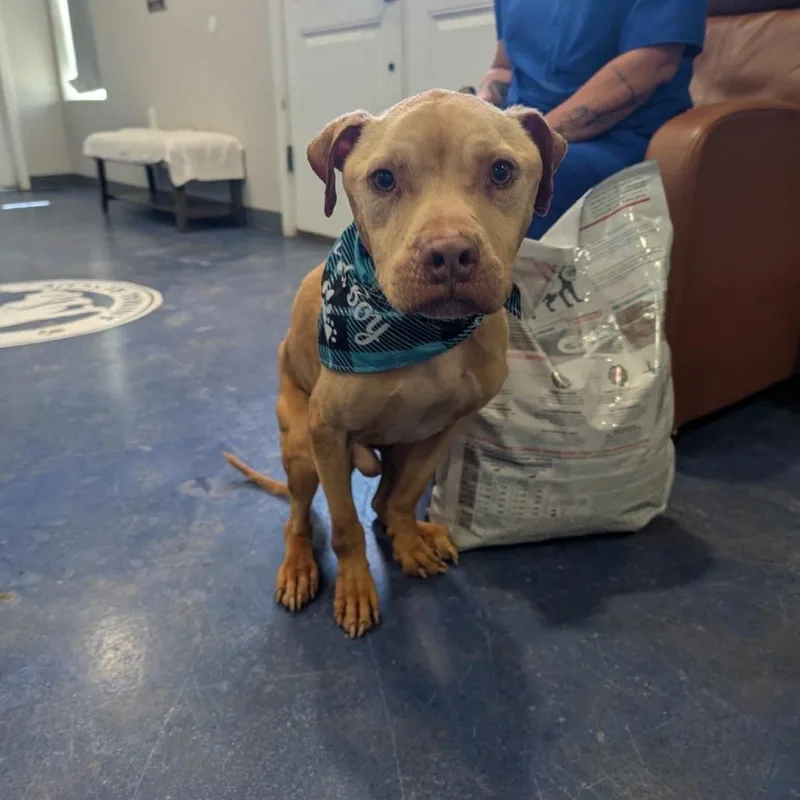 A senior medium-sized male Apricot / Beige Pit Bull Terrier dog named Lighting for adoption in Anderson, TX