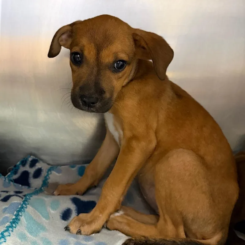 A baby small-sized female Labrador Retriever dog named Daphne for adoption in Starkville, MS