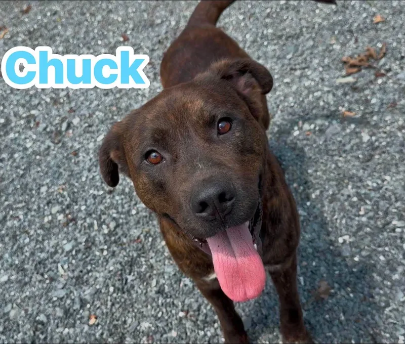 An adult large-sized male Brindle Cane Corso dog named Chuck for adoption in Germanton, NC