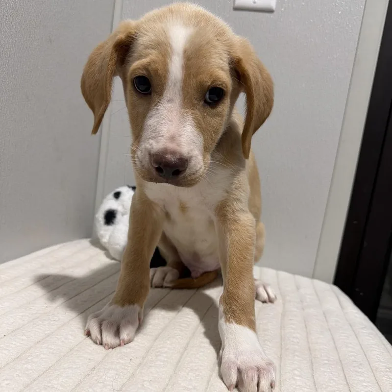 A baby medium-sized male Yellow / Tan / Blond / Fawn Labrador Retriever dog named Moody for adoption in Tampa, FL