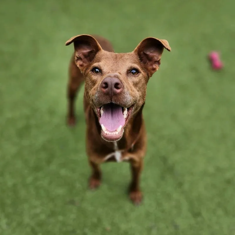 An adult medium-sized male Brown / Chocolate Labrador Retriever dog named Friendly for adoption in Greensboro, NC