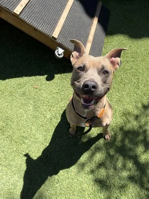 A young large-sized male Pit Bull Terrier dog named Bison for adoption in San Jose, CA