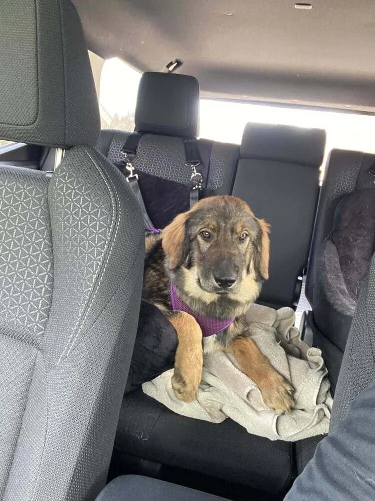 A baby large-sized female Tricolor (Brown, Black, & White) Great Pyrenees dog named Scarlet for adoption in Mundelein, IL