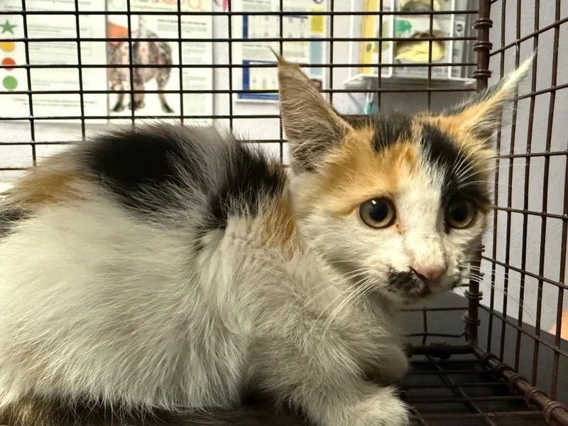 A baby medium-sized female Domestic Short Hair cat named Queen Bean for adoption in New Braunfels, TX