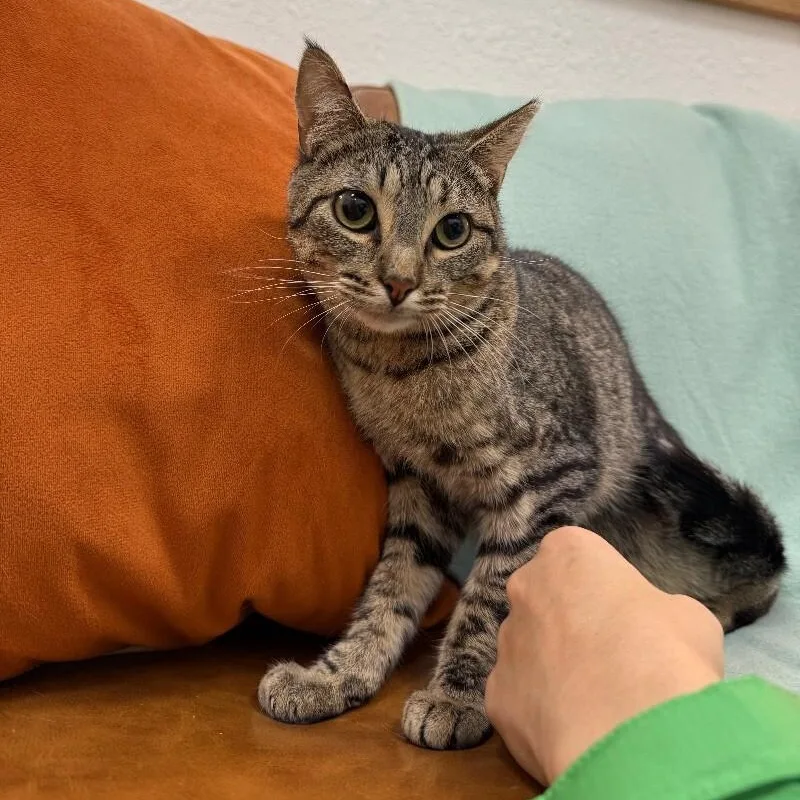 An adult medium-sized female Tabby (Brown / Chocolate) Tabby cat named Jill Simpson for adoption in Friendswood, TX