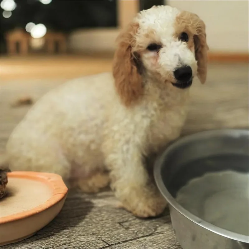 Cavey Mo Old Puppy! thumbnail 2