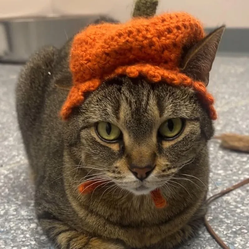 A senior large-sized female Brown / Chocolate Domestic Short Hair cat named Maggie Mae for adoption in Madison, WI