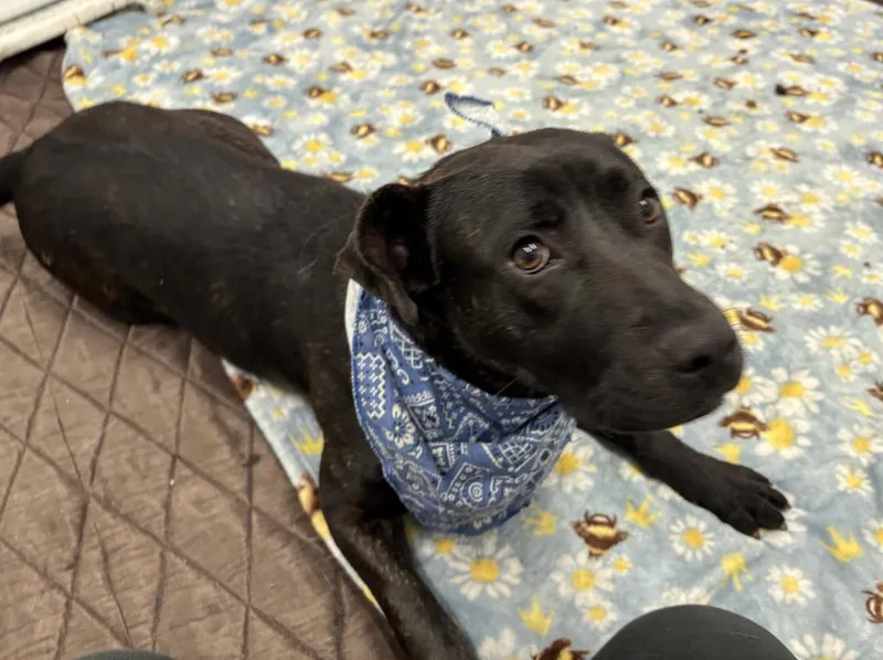 A young medium-sized male Mixed Breed dog named Deck for adoption in Detroit, MI