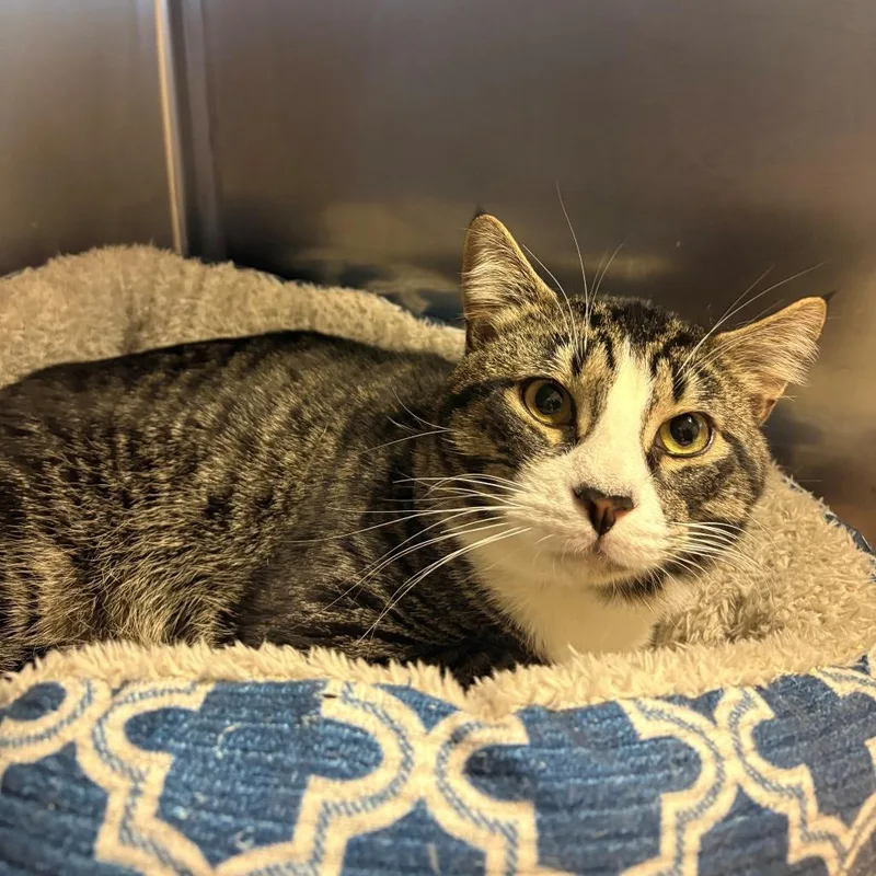 An adult small-sized male Gray / Blue / Silver Domestic Medium Hair cat named Tippy for adoption in Chehalis, WA