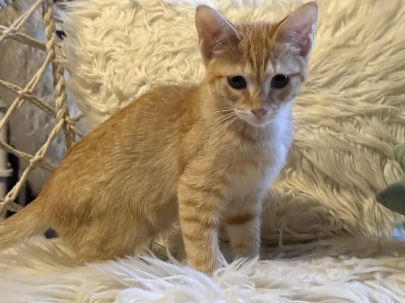 A baby medium-sized male Tabby (Orange / Red) Domestic Short Hair cat named Tahoe for adoption in Murfreesboro, TN