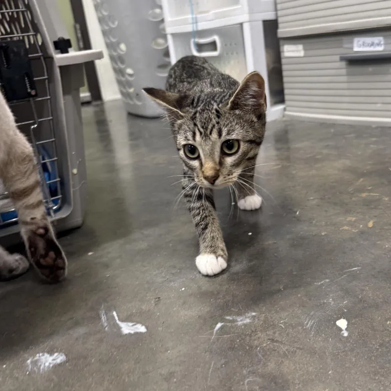 A baby small-sized female Brown / Chocolate Domestic Short Hair cat named Cleopatra for adoption in Garfield, AR