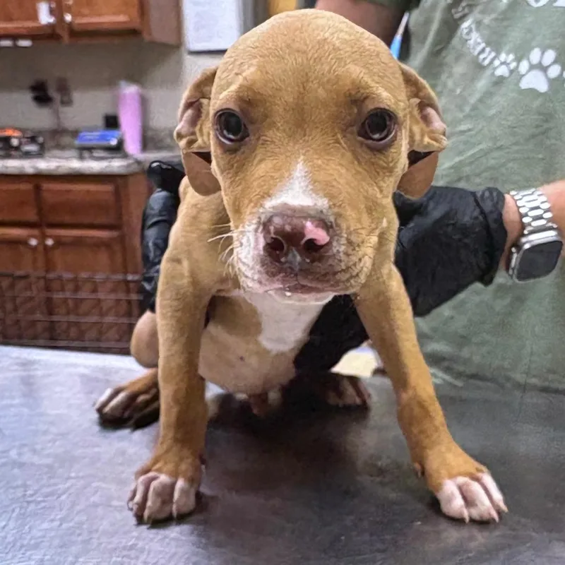 A baby small-sized male Brown / Chocolate Terrier dog named Noodle U for adoption in Tupelo, MS