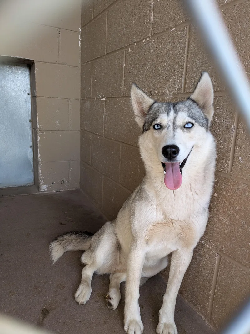 An adult medium-sized female White / Cream Siberian Husky dog named Kida for adoption in Bisbee, AZ