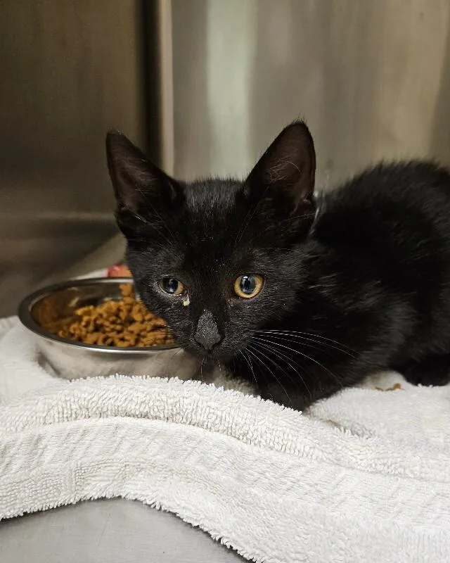A young medium-sized male Black Domestic Short Hair cat named Pickles for adoption in Disputanta, VA
