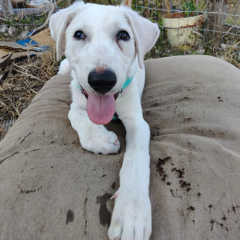 A baby medium-sized female Labrador Retriever dog named Hope for adoption in Austin, TX