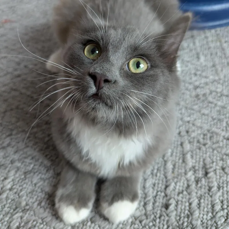 A baby medium-sized male Domestic Medium Hair cat named Zig Zag for adoption in Youngsville, NC