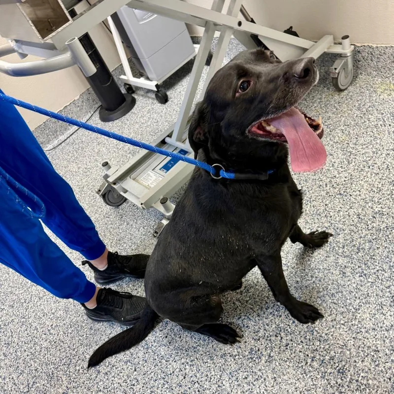 A senior large-sized male Black Labrador Retriever dog named Hank for adoption in Great Falls, MT