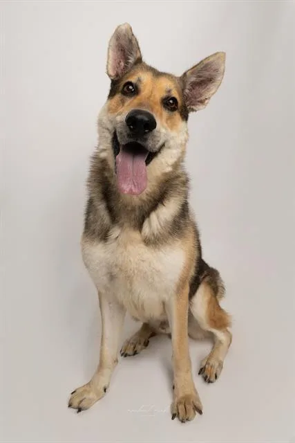 An adult large-sized male German Shepherd Dog dog named Pedro for adoption in Charlotte, NC