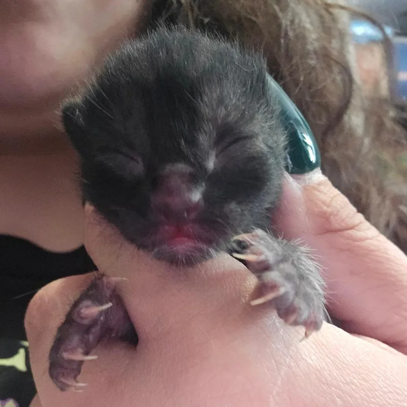 A baby small-sized female Black Domestic Short Hair cat named Alfredo for adoption in Hanna City, IL