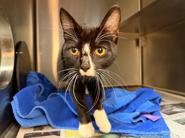 A young small-sized male Domestic Short Hair cat named Bingo for adoption in Santa Rosa, CA