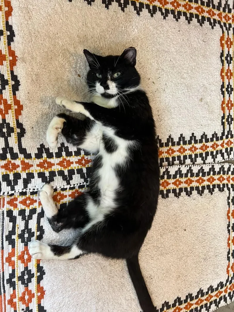 An adult large-sized male Black & White / Tuxedo Domestic Short Hair cat named Leonardo for adoption in Monticello, IN
