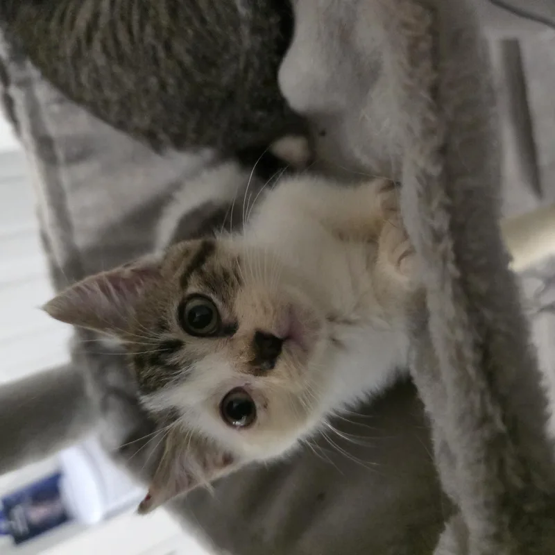 A baby medium-sized male Tabby (Brown / Chocolate) Domestic Short Hair cat named Puzzle for adoption in Moriches, NY