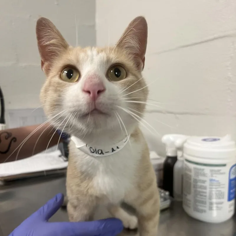 An adult small-sized male Orange / Red Domestic Short Hair cat named Cola for adoption in Clanton, AL