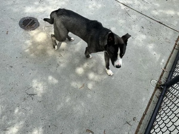 An adult large-sized male Siberian Husky dog named Ic for adoption in Lawrenceville, GA