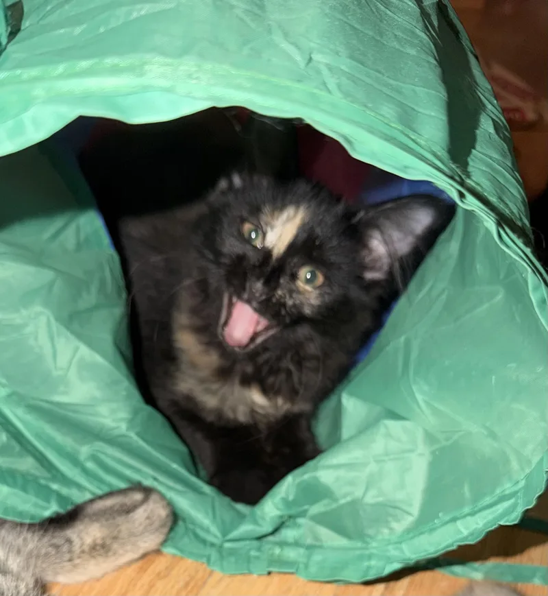 A baby small-sized female Tortoiseshell cat named Tiana Portofino Petsmart for adoption in Spring, TX