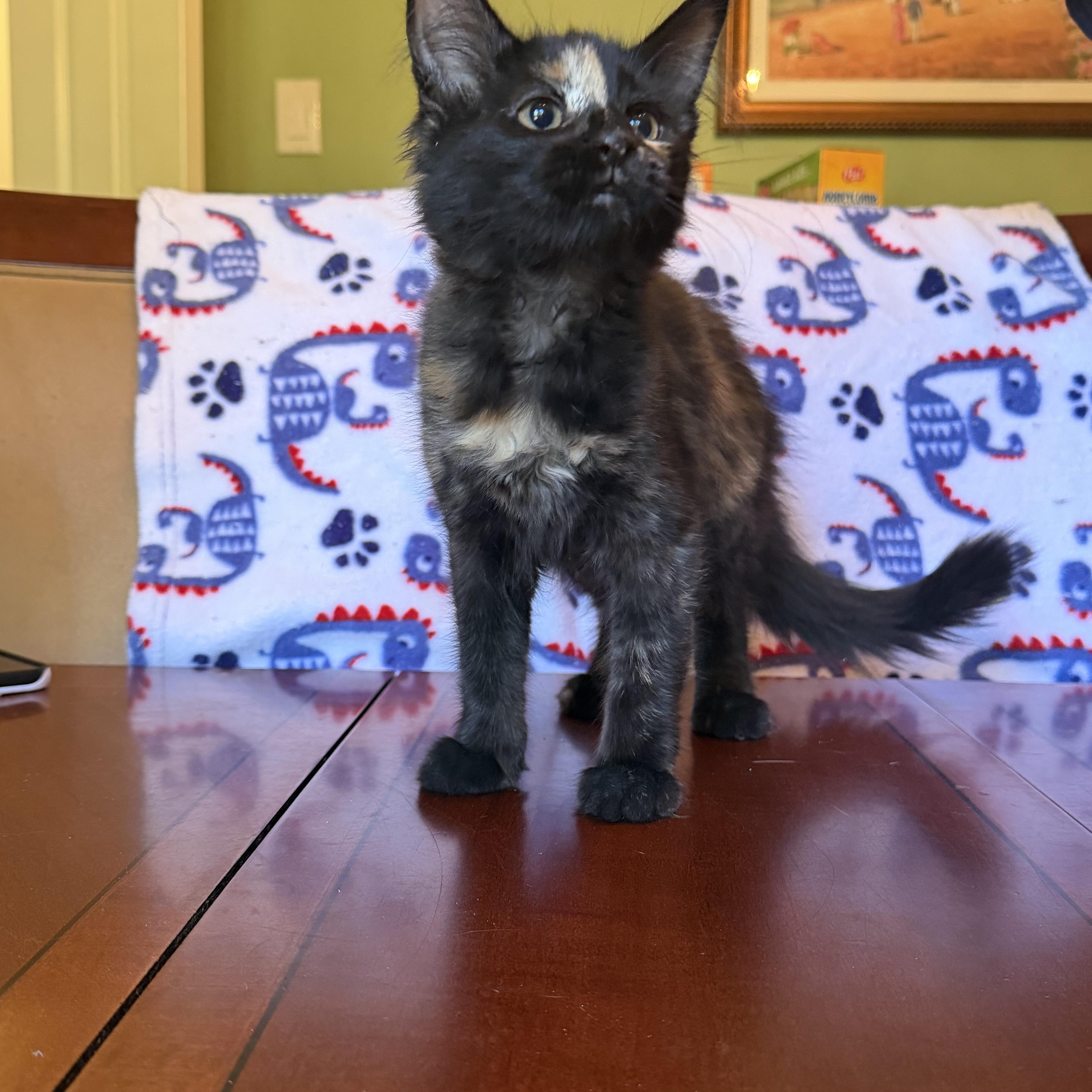Tiana  Portofino Petsmart thumbnail 2