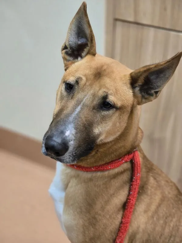 An adult large-sized male Bull Terrier dog named Willy Woo for adoption in Kennewick, WA