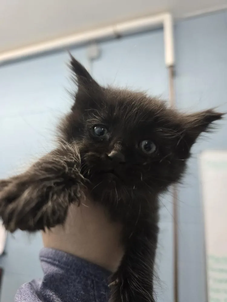 A baby small-sized male Black Domestic Short Hair cat named Kallon for adoption in Evansville, IN