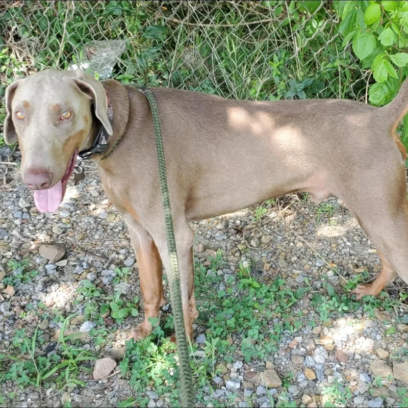 Raz