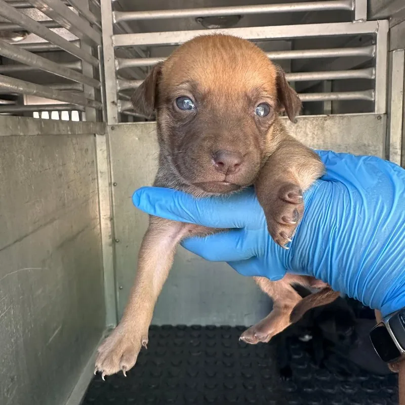 Potato P thumbnail 2