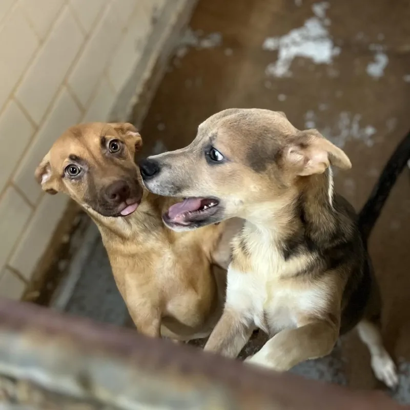 Potato P thumbnail 3