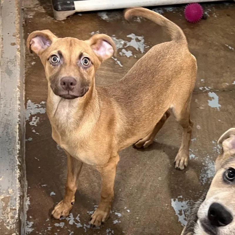 Potato P thumbnail 5