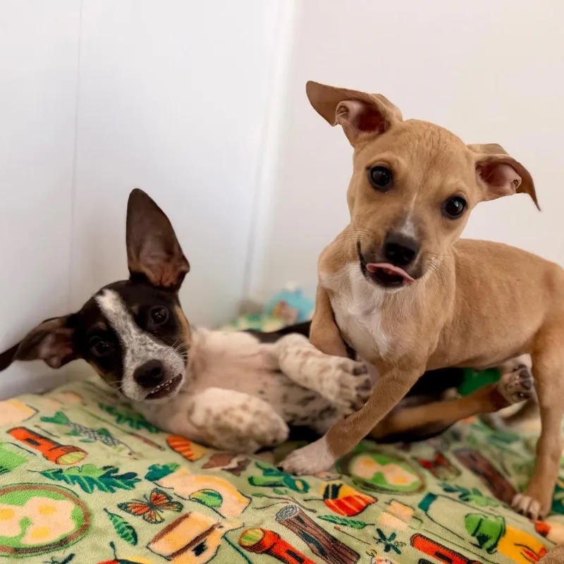 A baby medium-sized female Black Mixed Breed dog named Morgan for adoption in Green Bay, WI