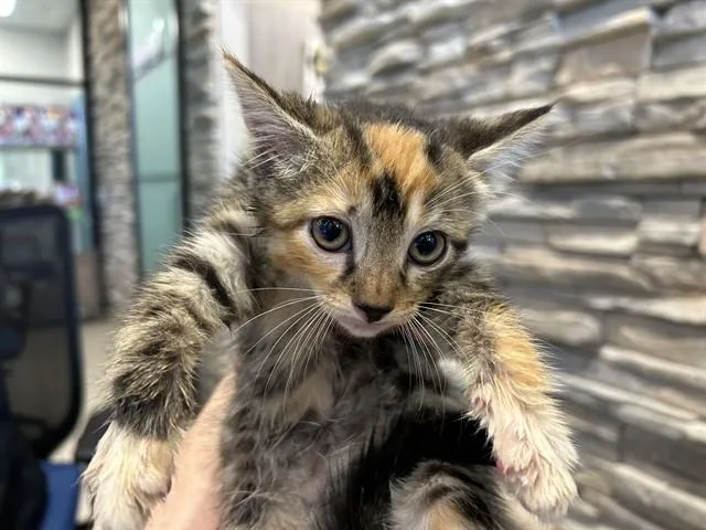 A baby small-sized female Domestic Short Hair cat named Dorothy for adoption in Garland, TX