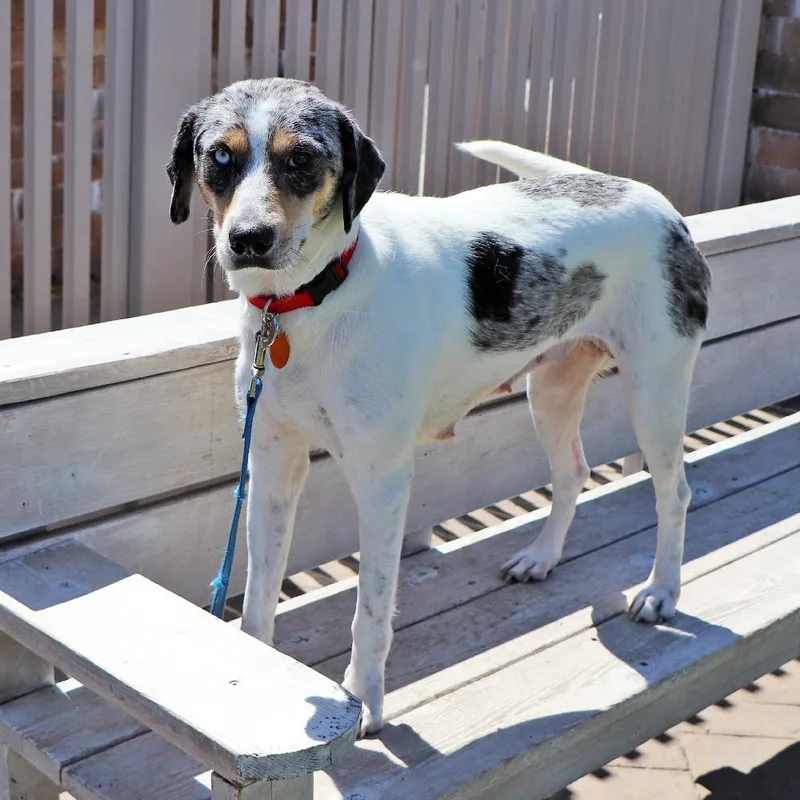 A young medium-sized female Mixed Breed dog named Valerie for adoption in Port Washington, NY