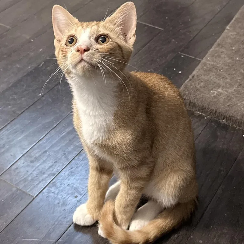 A baby small-sized male Orange / Red Domestic Short Hair cat named Atomic Tangerine for adoption in Jarrettsville, MD