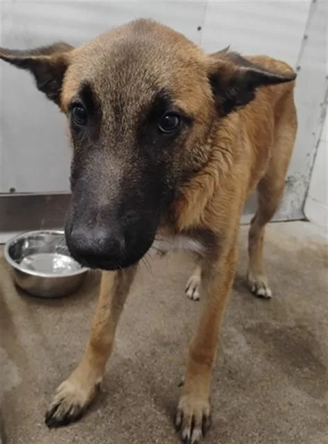 A young small-sized male Belgian Shepherd / Malinois dog named Oskar for adoption in San Bernardino, CA