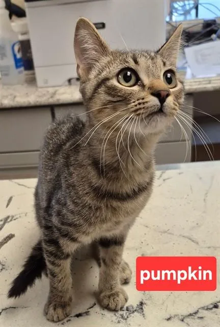 A baby small-sized male Domestic Short Hair cat named Pumpkin for adoption in Lodi, CA