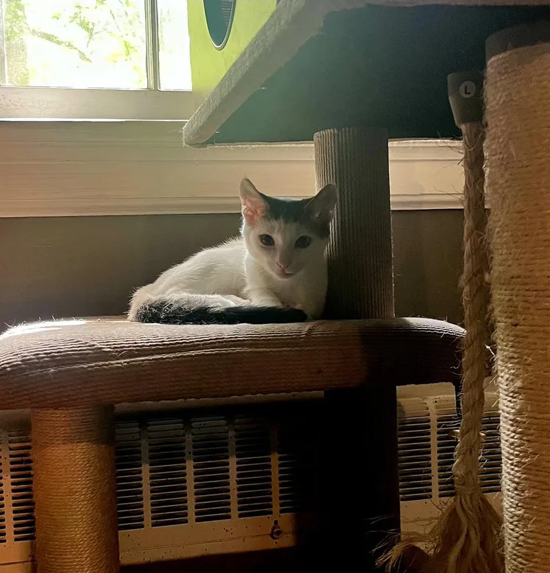 A baby small-sized male Gray & White Domestic Short Hair cat named Joker for adoption in Wendell, NC