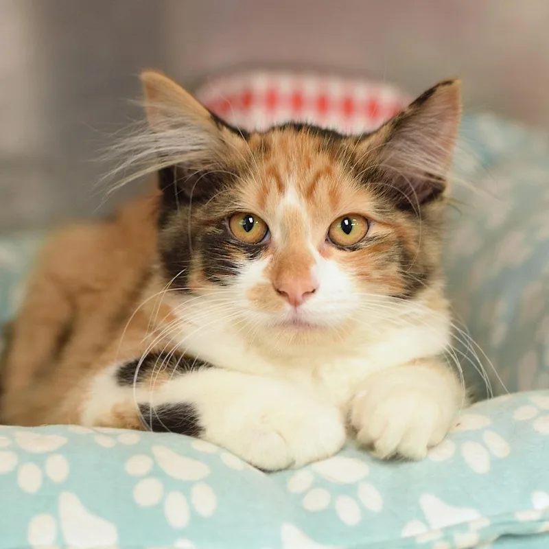 A baby small-sized female Calico Domestic Medium Hair cat named Cheesecake for adoption in Belleville, IL