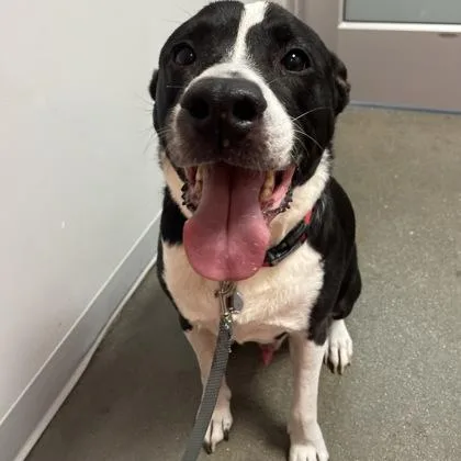 A senior large-sized male Mixed Breed dog named Drax for adoption in Janesville, WI