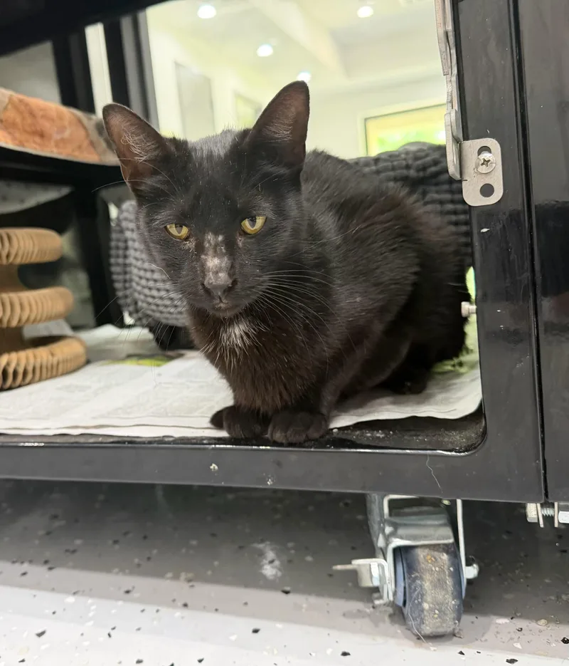 An adult medium-sized female Black Domestic Short Hair cat named Junebug for adoption in Sherman, TX